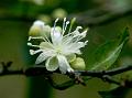 Small-Flowered Caper